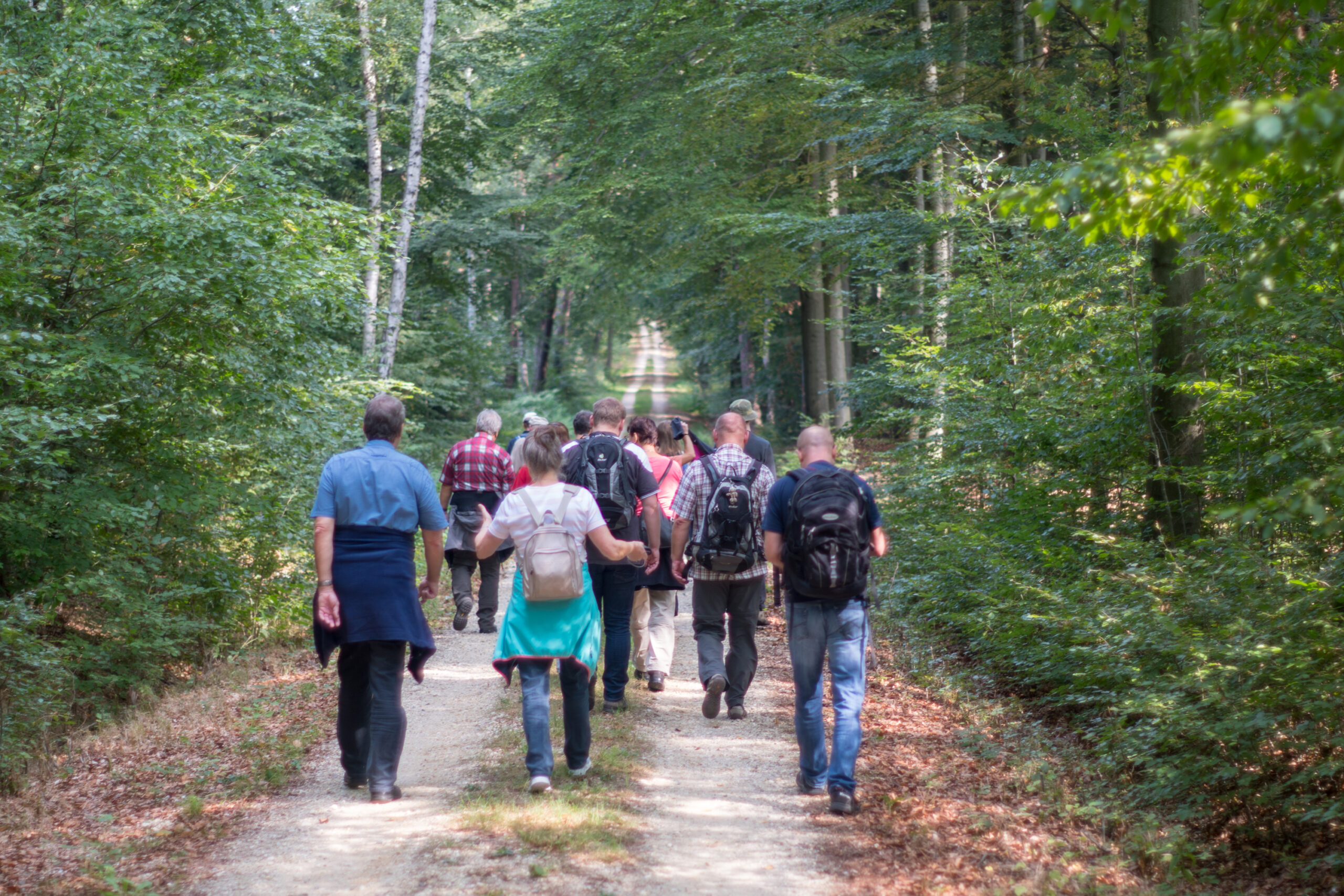 DIEP Mitarbeier/innen wandern durch die Dresdner Heide